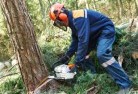 Shelbournetree-cutting-services-21.jpg; ?>